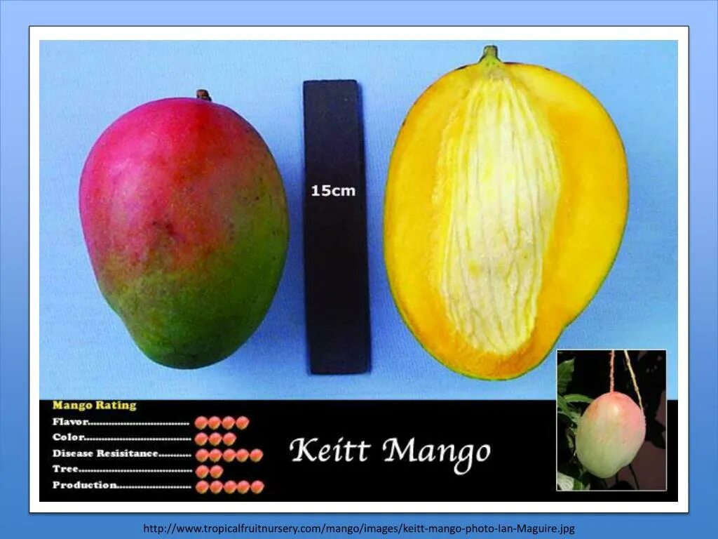 Какой фрукт не созревает в сочи манго. Манго сорт Кент. Как выбрать манго. Манго Keitt. Каквыбраьь чпелое манго.