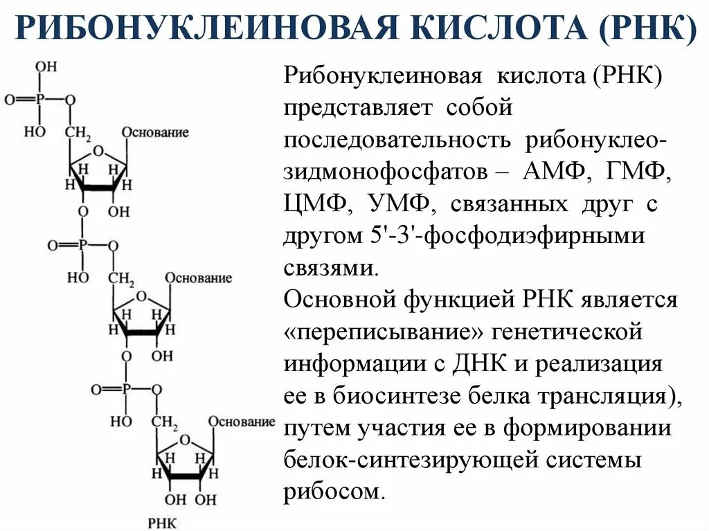 Нуклеоиды рнк. Структура рибонуклеиновых кислот (РНК).. Динуклеотид РНК строение. Строение нуклеотида рибонуклеиновой кислоты. Функции рибонуклеиновой кислоты РНК.