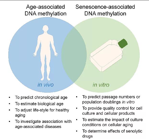 Associated diseases. Age- associated diseases. Senescence. Senescence-associated secretory phenotype SASP. Diseases associated