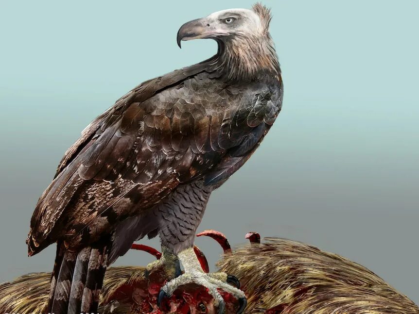 Самый большой орел на Земле Amazing Animals Дзен