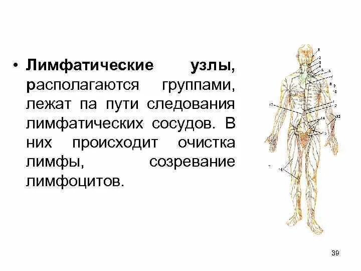 Количество лимфатических узлов. Лимфатическая система массажные линии. Лимфоузлы на теле человека схема. Лимфатическая система схема движения лимфы. Лимфатическая система человека расположение лимфоузлов.