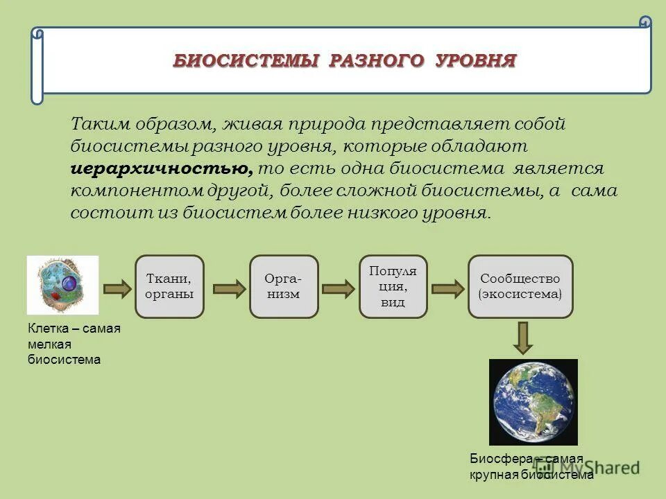 Биологической системой является