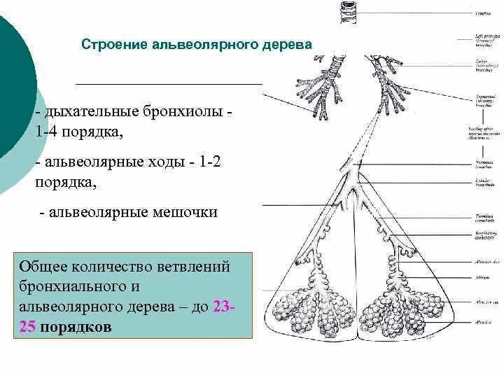 Строение бронхиального и альвеолярного дерева. Строение бронхиол. Строение альвеолярного дерева. Альвеолярное дерево анатомия. Альвеолярные легкие характерны для