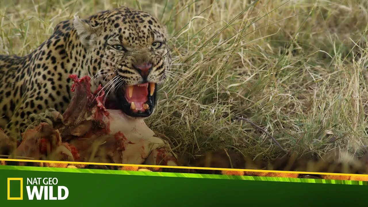 Нат Гео вайлд. Реклама нат Гео вайлд. Фото Nat geo Wild. Nat geo Wild Deadly Instincts.