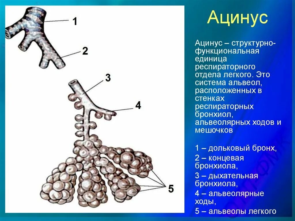 Воздух поступает в альвеолы. Структура легкого ацинус. Ацинус структурно функциональная единица легких. Ацинус структурно функциональная единица легкого строение. Строение альвеолярного дерева ацинуса.