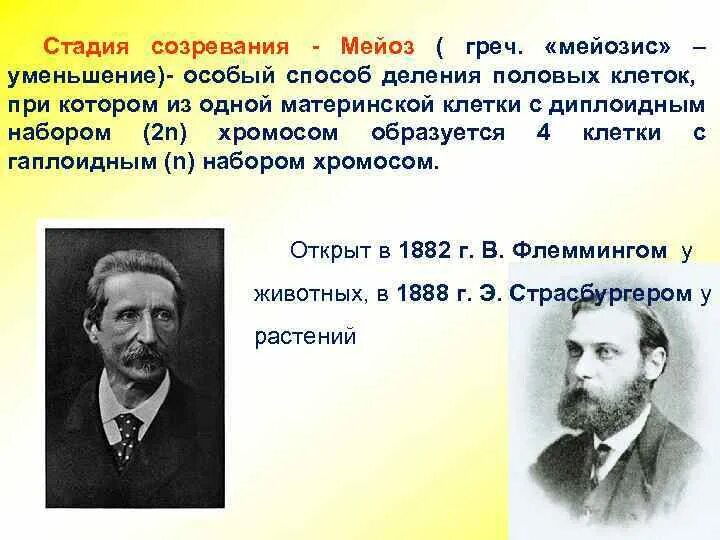 Оскар гертвиг. Мейоз презентация. Флемминг открытие мейоз. Кто открыл мейоз. Мейоз определение.