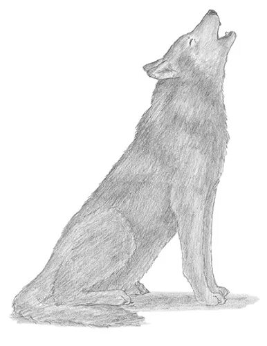 рисуем воющего волка. как нарисовать воющего волка. волки для рисования воют. карандашный рисунок волка. рисунок на топор трафарет воющий волк.