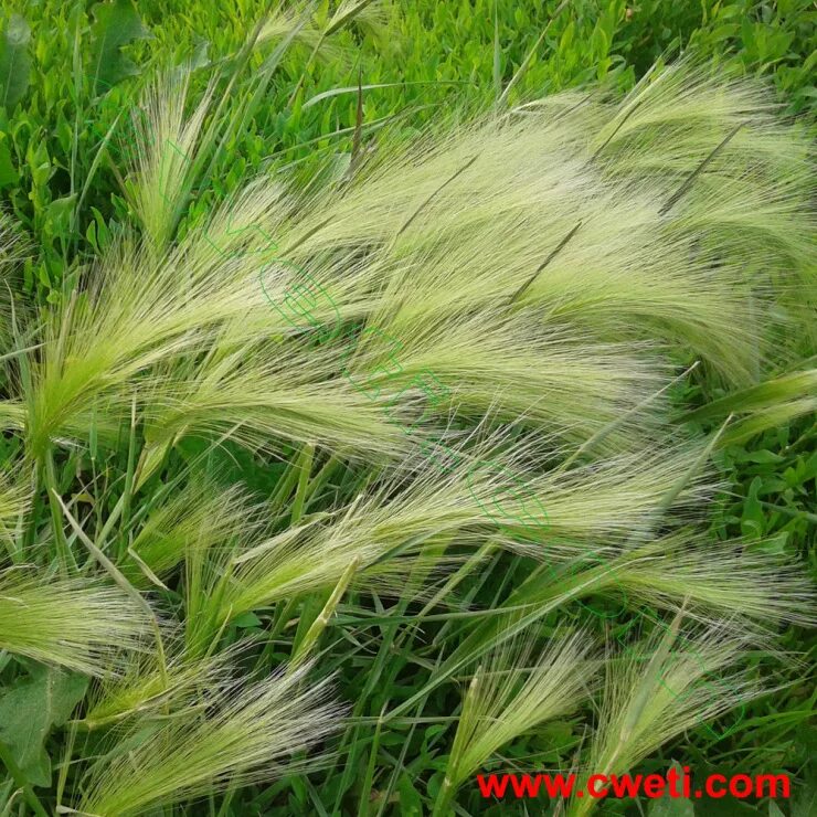 злаковые кормовые растения. кормовой злак 6. тростник южный phragmites australis. просо колос. пшеница зерно.