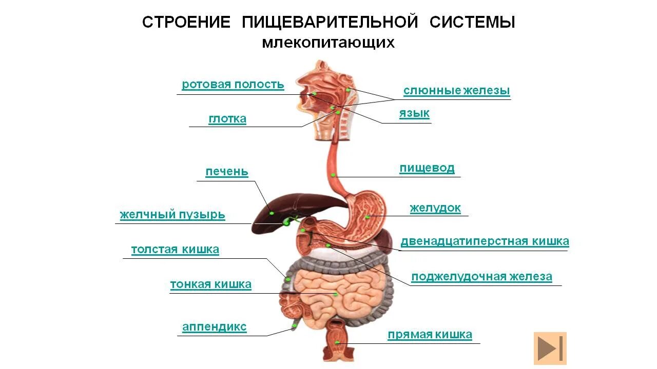 Печень ротовую полость пищевод и желудок. Системы органов человека пищеварительная система. Пищеварительная система человека схема. Строение пищеварительной системы человека схема. Структура и функции пищеварительного тракта схема.