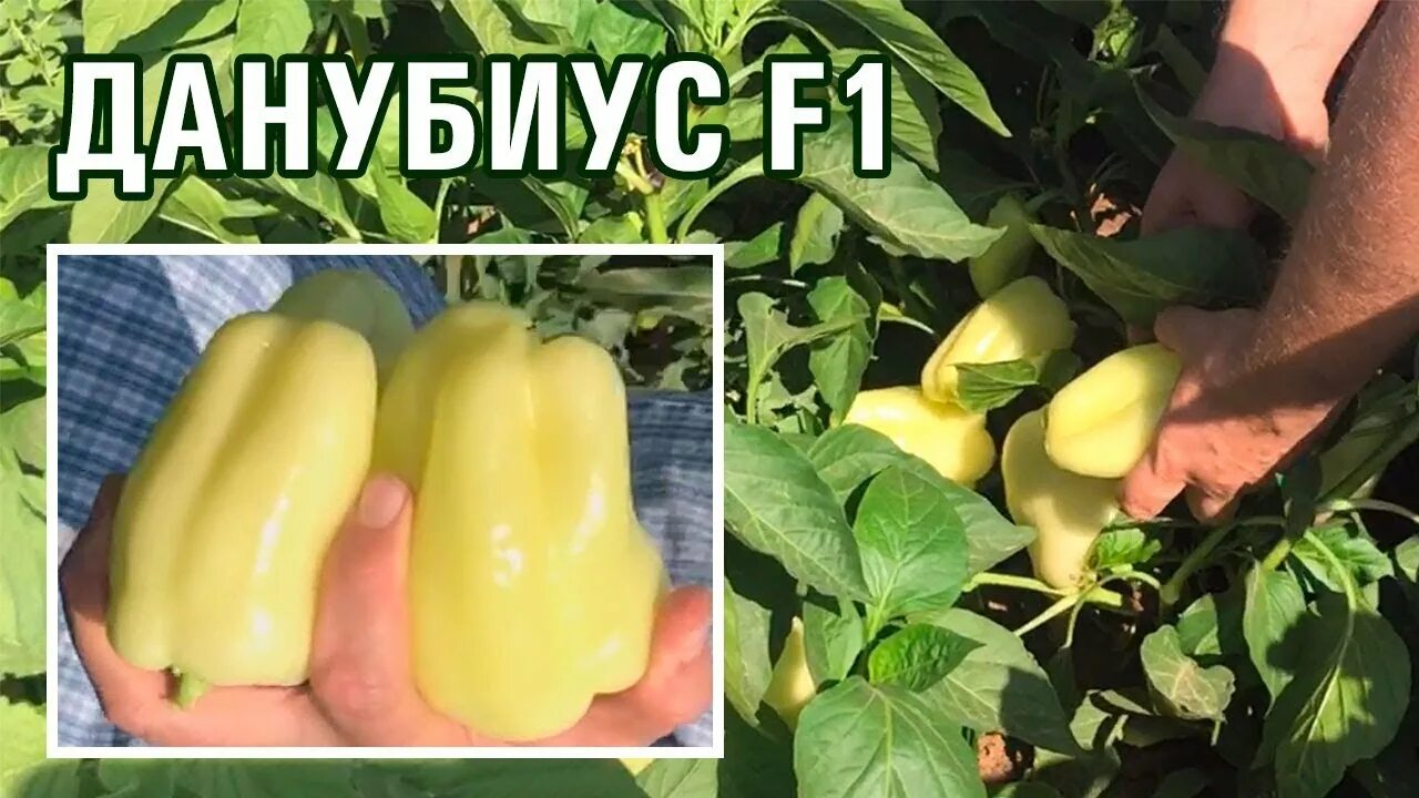 Перец Сладкий Кузя - купить семена в интернет-магазине Лафа с доставкой по Москв