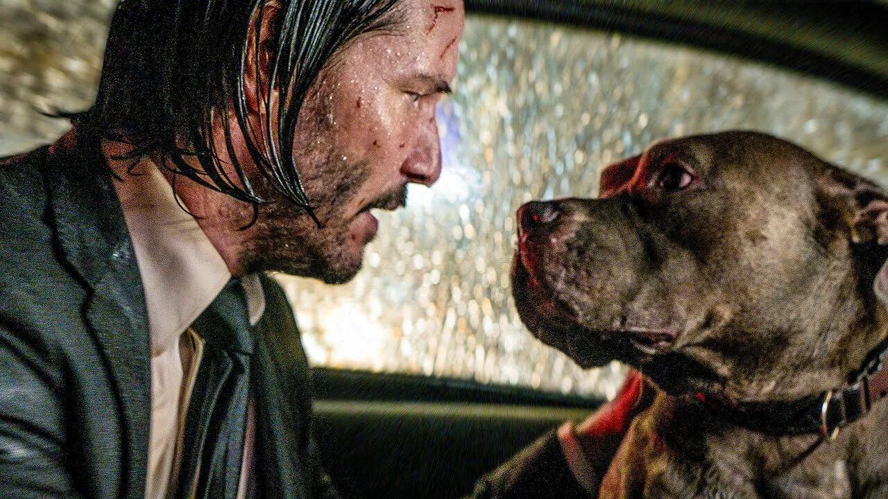 Джон уик 1 собака. Порода собак в джон уик 3 у холли берри. Джон уик 1. Джон уик 3 собаки. Джон уик 2 собака.