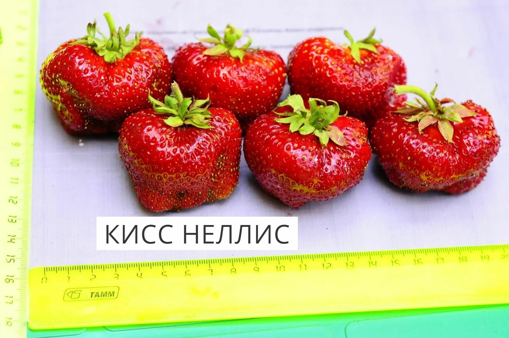 Клубника киснелис. Клубника гигантелла. Клубника кисс неллис. Клубника кисс неллис. Сорт клубники чамора туруси.