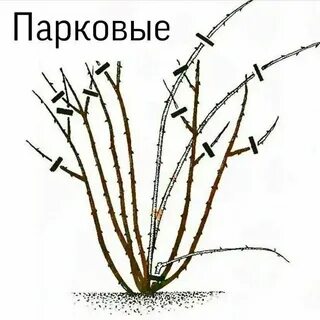 Лилии нужно обрезать осенью