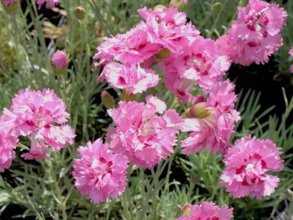 Гвоздика перистая Садовая. Гвоздика Dianthus plumarius. Гвоздика перистая Мэгги. Гвоздика перистая Dianthus plumarius. Гвоздика выращивание и уход