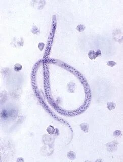 Фф parasites