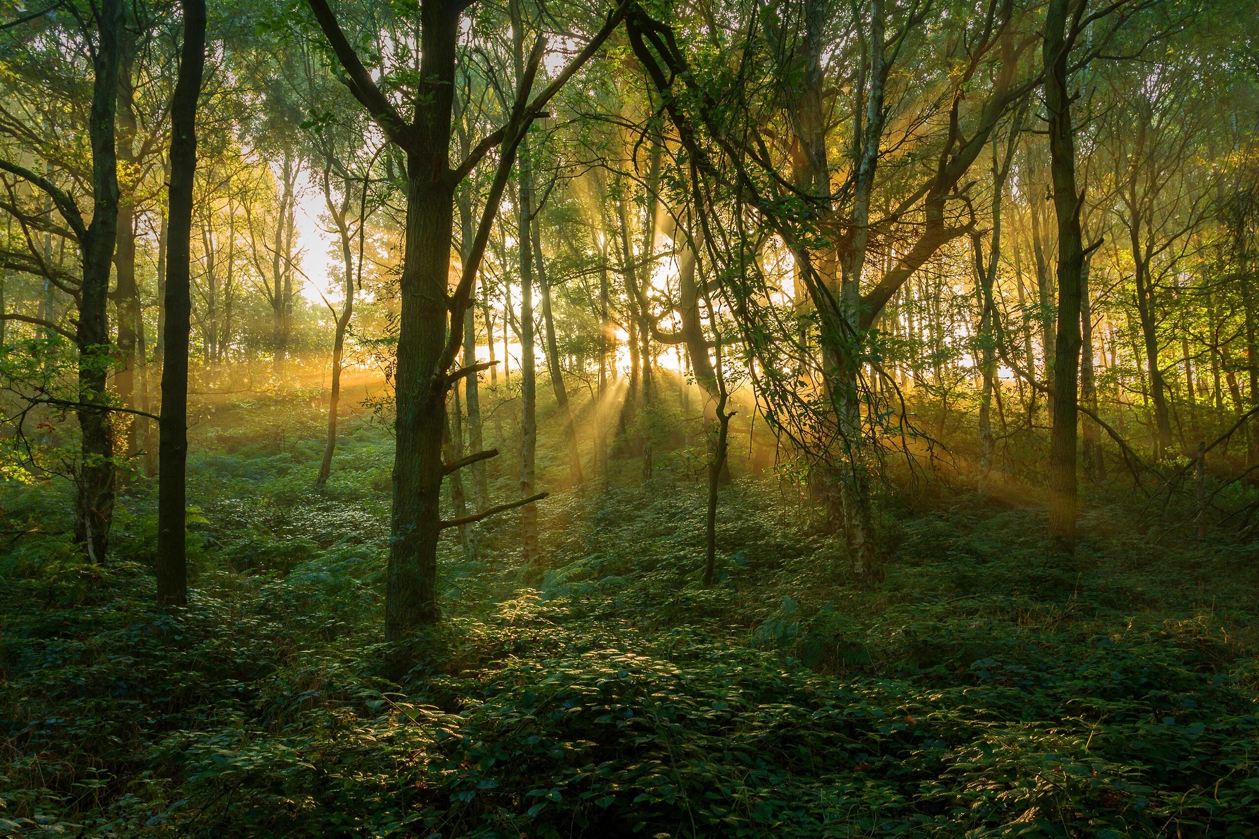 Сухой лес. Лесная тропа в карелии. Перед дремучим лесом. Лес хойя-бачу. Перед дремучим лесом.