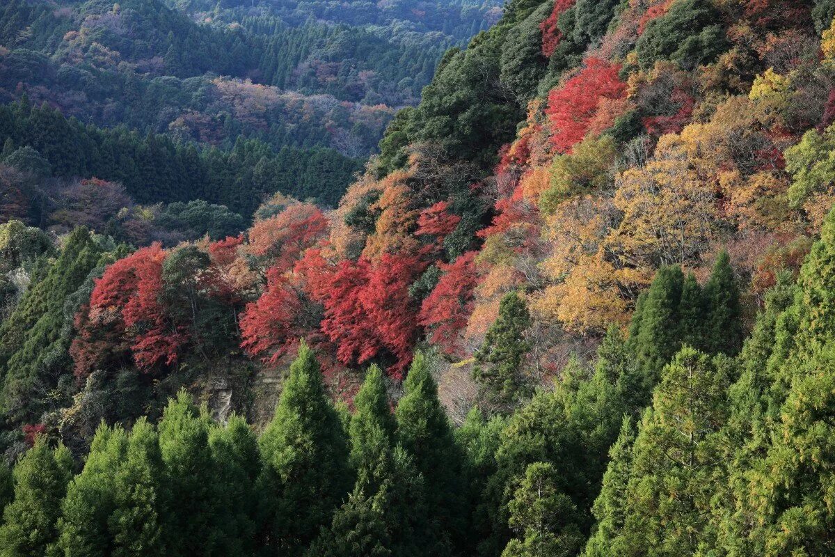 Хвойно широколиственные. Широколиственные леса Южной Кореи. Широколиственный лес Северной Америки. Зона широколиственных лесов Северная Америка. Смешанные и широколиственные леса Северной Америки.