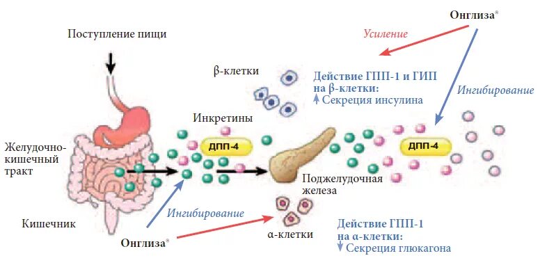 Механизм действия дипептидилпептидазы 4. Ингибитор дпп 4 механизм действия. сахарный диабет механизм действия. механизм действия сахарного диабета 1 типа. дпп-4 препараты механизм действия.