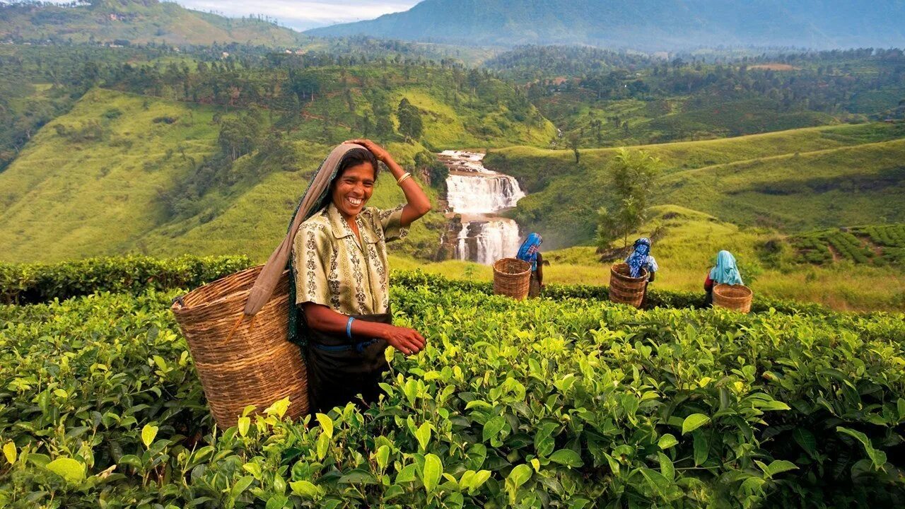 Сигареты на шри ланке. Чайные плантации Цейлона. Чайная плантация Шри Ланка сбор чая. Остров Цейлон чайная плантация.. Цейлонские плантации Шри Ланка.