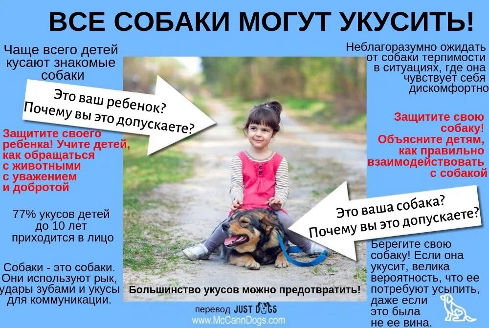 Сонник гладить собаку. Где можно гладить собаку. как правильно гладить собаку. как лучше гладить собаку. где лучше всего гладить собаку.