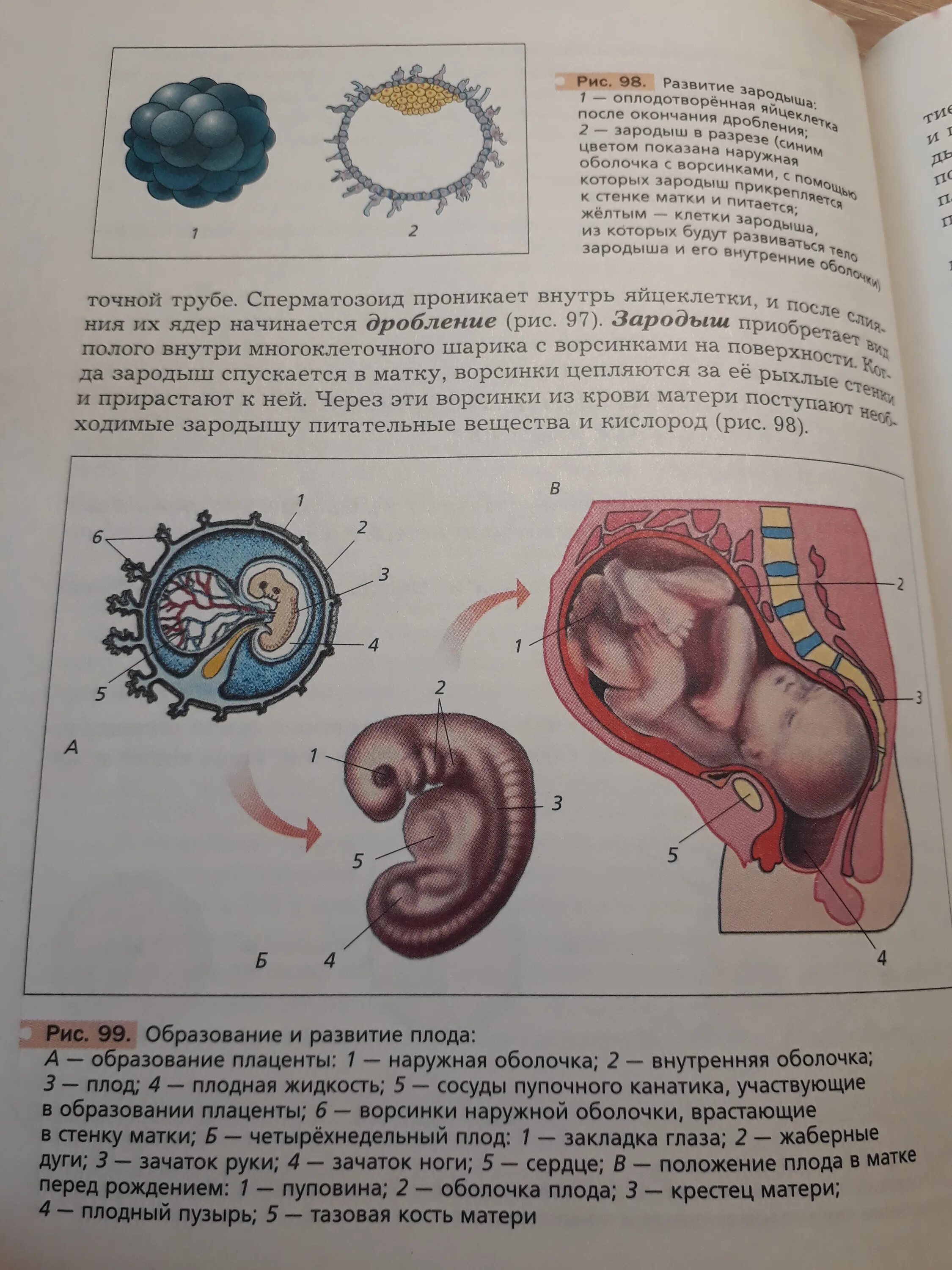 Как происходит оплодотворение ребенка