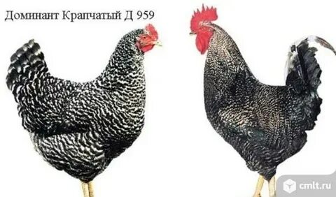 Породы кур доминант с фото и описанием