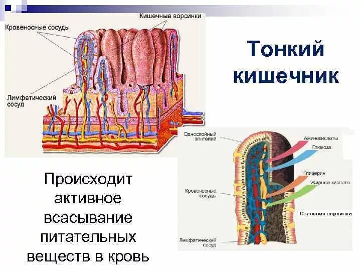 Строение ворсинки тонкого кишечника. Пищеварительная система человека кишечная Ворсинка. Всасывание через кишечные ворсинки. Схема всасывания питательных веществ в кишечнике.
