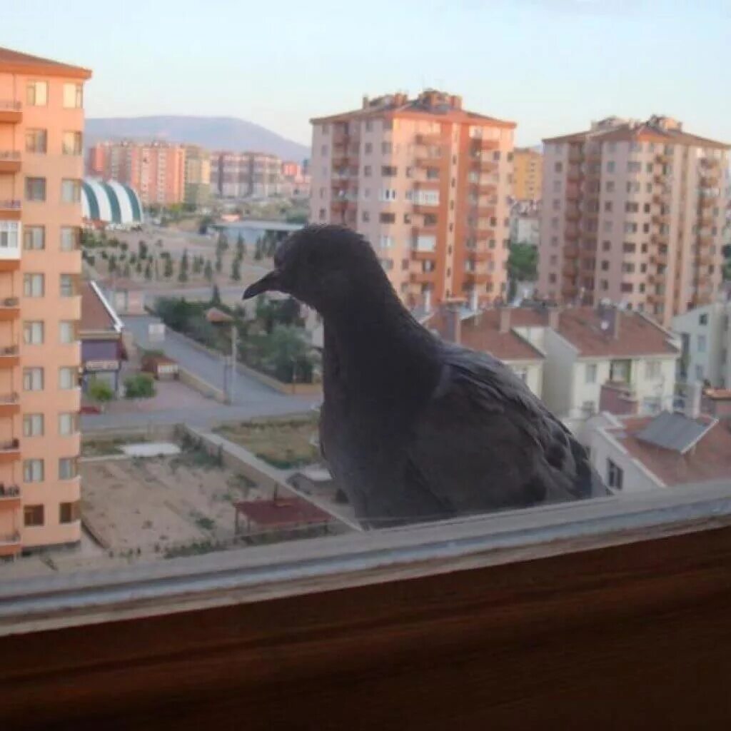 Голуби сели на подоконник. Голуби на окна. Голубь возле окна. Голубь залетел в окно. Голубое окно.