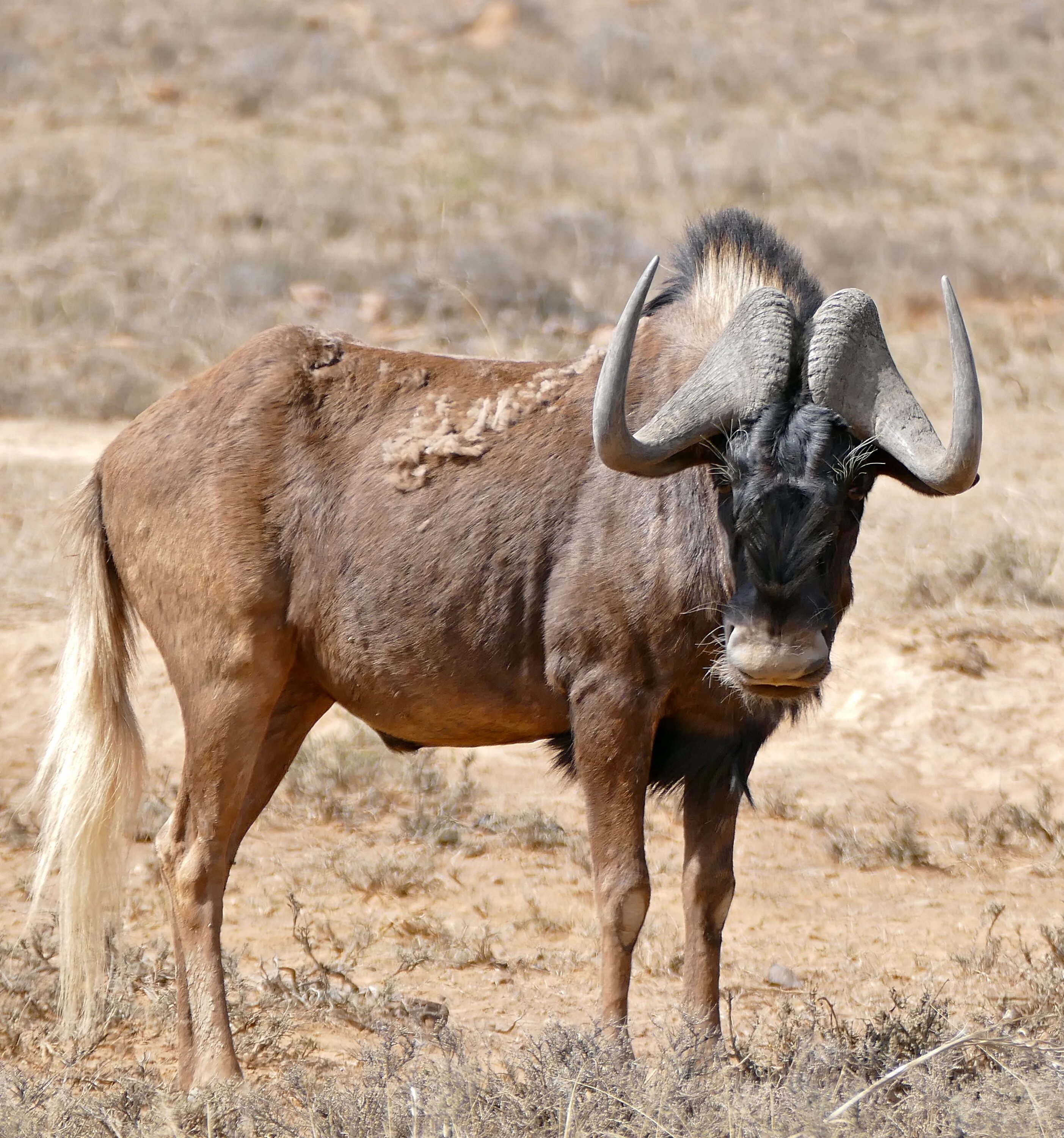 Антилопа гну. Белохвостая антилопа гну. Африканская антилопа гну. Голубая антилопа гну. Черный гну