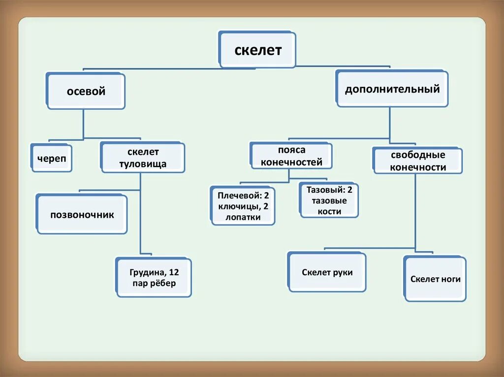 Осевой и добавочный скелет. Осевой отдел скелета. Строение осевого и добавочного скелета. Осевой скелет и скелет конечностей. К внутреннему скелету относятся