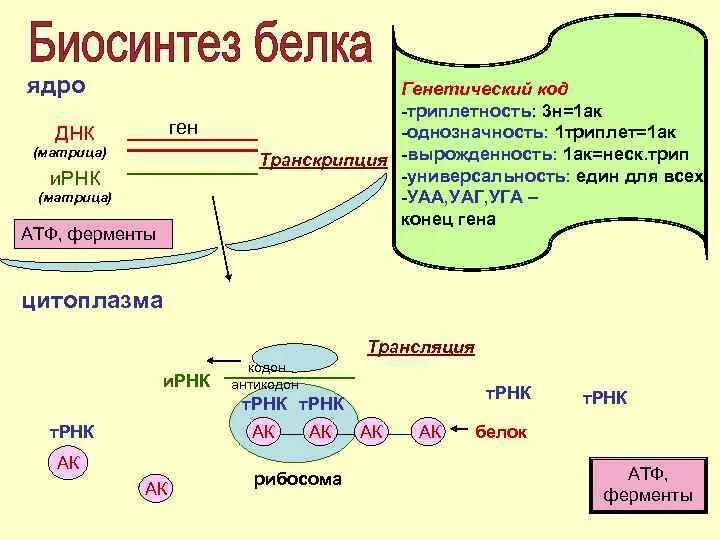 Схема биосинтеза белка. Генетический код схема синтеза белка. Этапы синтеза белка в клетке 9 класс. Биосинтез белка в клетке 9 класс конспект. Общая схема синтеза белка.