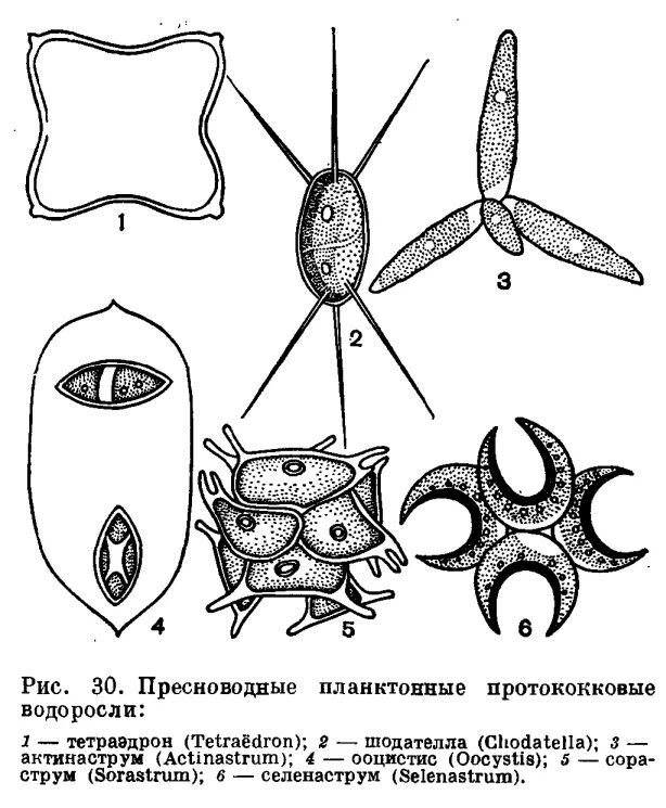 Фитопланктон диатомовые водоросли. Планктонные водоросли представители. Фитопланктон представители. Фитопланктон зеленые водоросли.