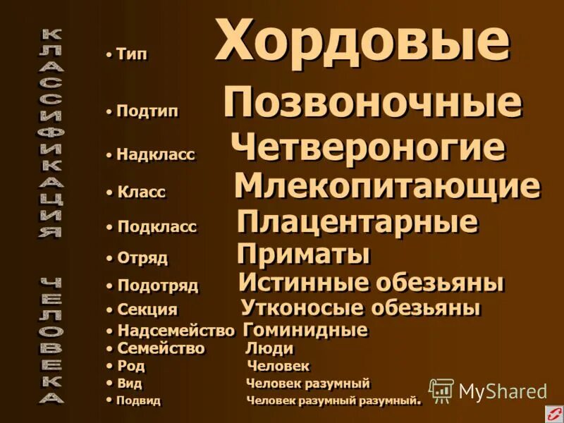 Класс подкласс тип подтип. Человек вид подвид класс. систематика человека надкласс. систематическое положение человека надкласс.