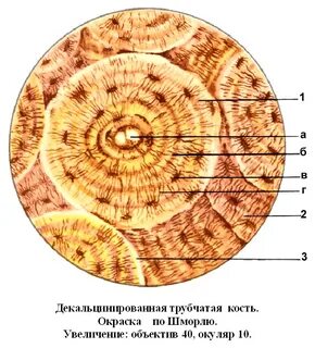 Зарисовать срезы