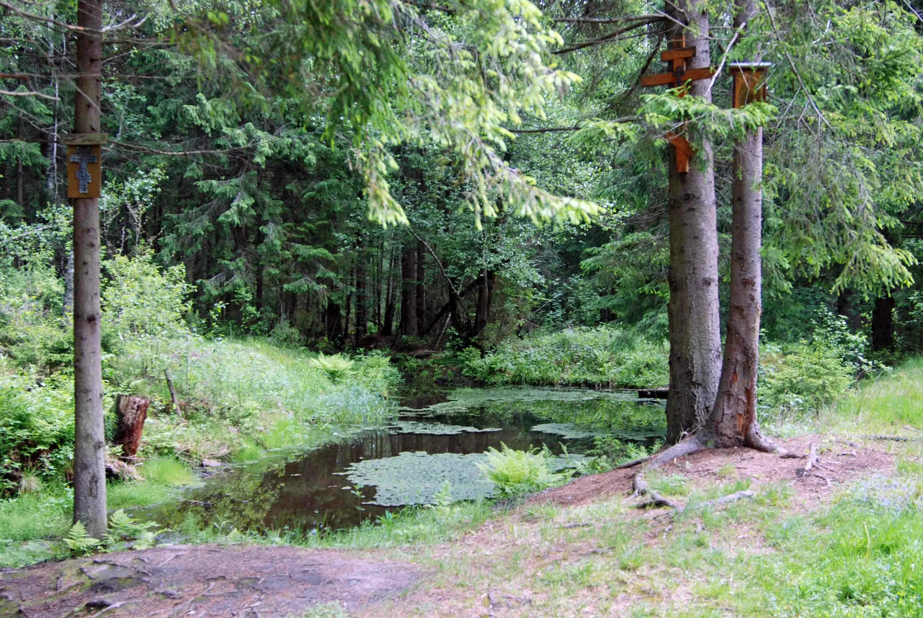 Родничок в лесу. Родник Родничок. Уральский лес,Родник. Родник в лесу. Лесные Родники.