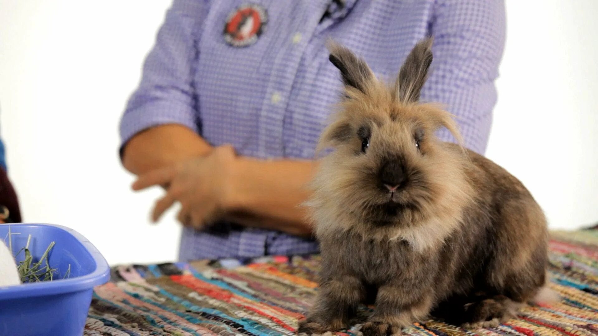 I a pet rabbit. Кролики. Кролик мясной и декоративный. Декоративный кролик дома. Еда для кроликов декоративных.