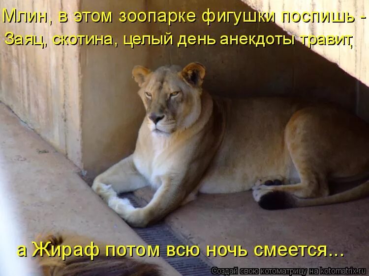 Смешные анекдоты про обезьяну. Шутки про зоопарк. Анекдот про слона и капусту. Анекдоты про зоопарк. Анекдоты про зоопарк.