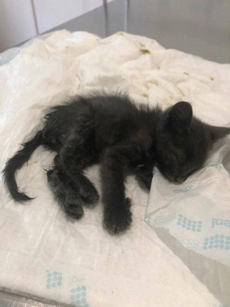 Чума кошачья. Чума кошачья. Панлейкопения (кошачья чума). Панлейкопения (кошачья чума). Чума кошачья.