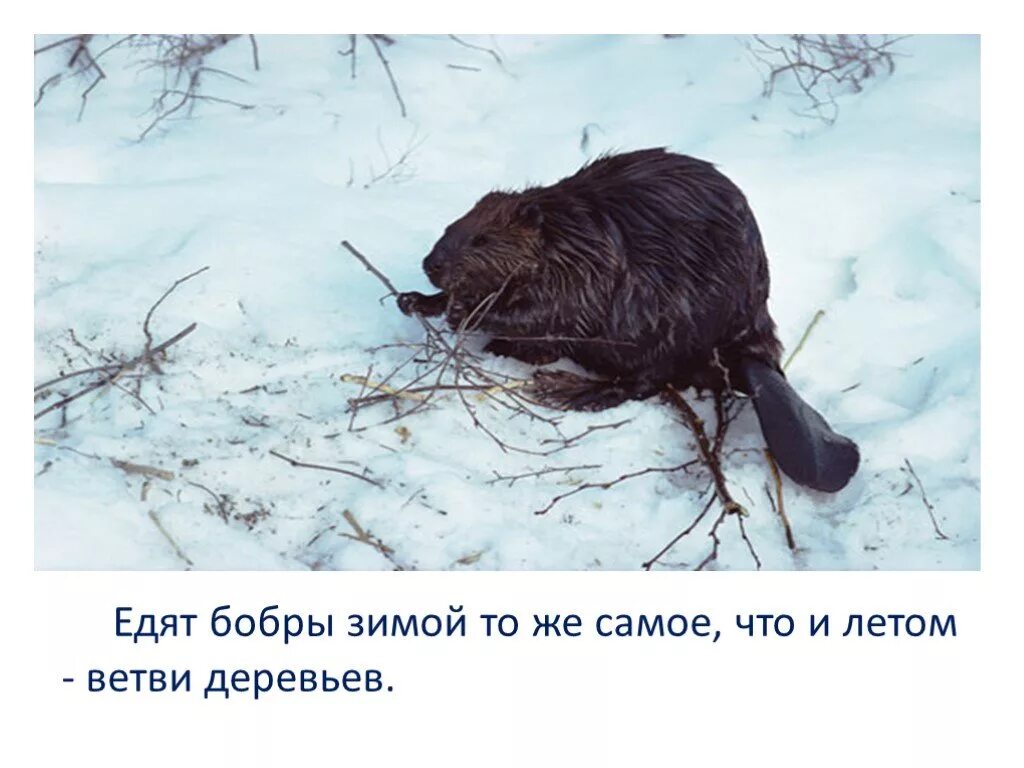 Как зимует бобр. Бобры зимой. бобры спят зимой. бобер зимой. жизнь бобра зимой.