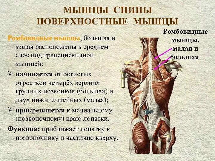 Основные мышцы для развития. Большая и малая ромбовидные мышцы спины. Малая ромбовидная мышца спины. Большая и малая ромбовидные мышцы функции. Большая и малая ромбовидные мышцы спины функции.