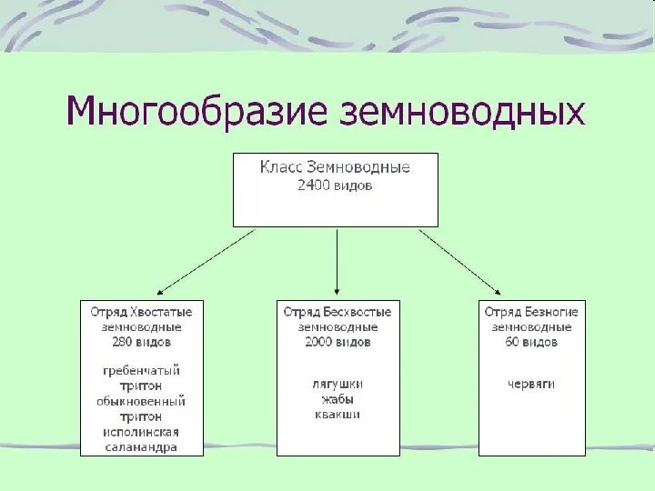 Класс земноводных классификация. Кластер земноводные 7 класс биология. схема многообразие земноводных. многоообразиеземноводных. классификация земноводных схема.