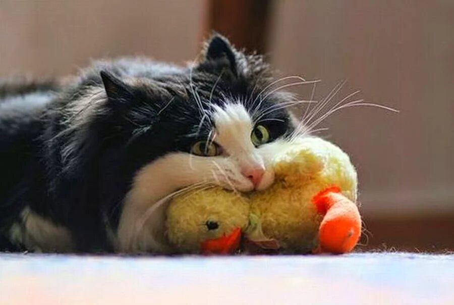 Котик и уточка. Игрушка кот. Кот с игрушечной уткой. Кот с уткой в зубах.