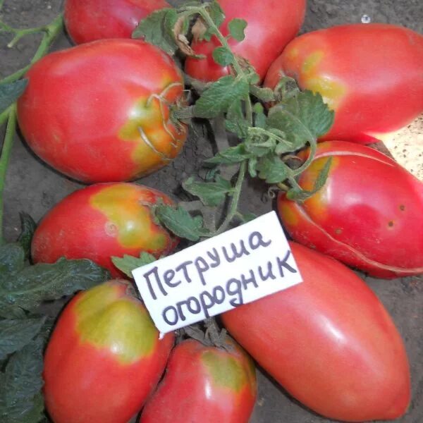 Помидоры огородник описание сорта
