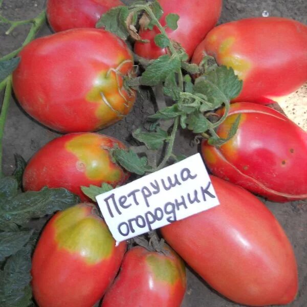 Сорт помидор Петруша огородник. Сорт томатов Петруша огородник. Семена томат Петруша-огородник. Петрушка огородник томат.