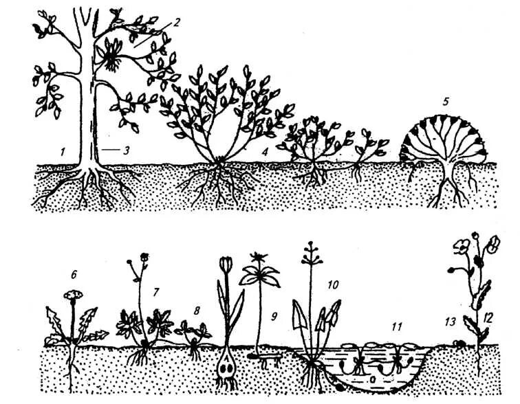 Промежуточная форма растений. Промежуточная форма растений. Раункиер жизненные формы растений. Промежуточная форма растений. Серебрякову.