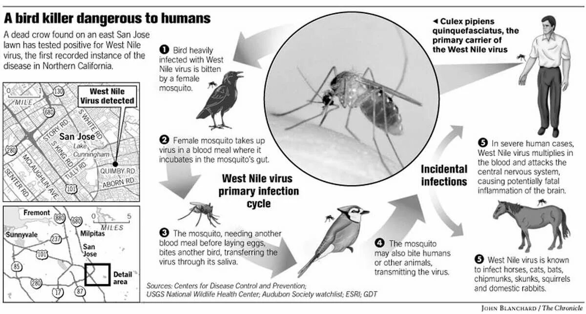 Файл not a virus. West Nile virus structure. West Nile virus смертельность. Птицы скривоц шеей вирус.