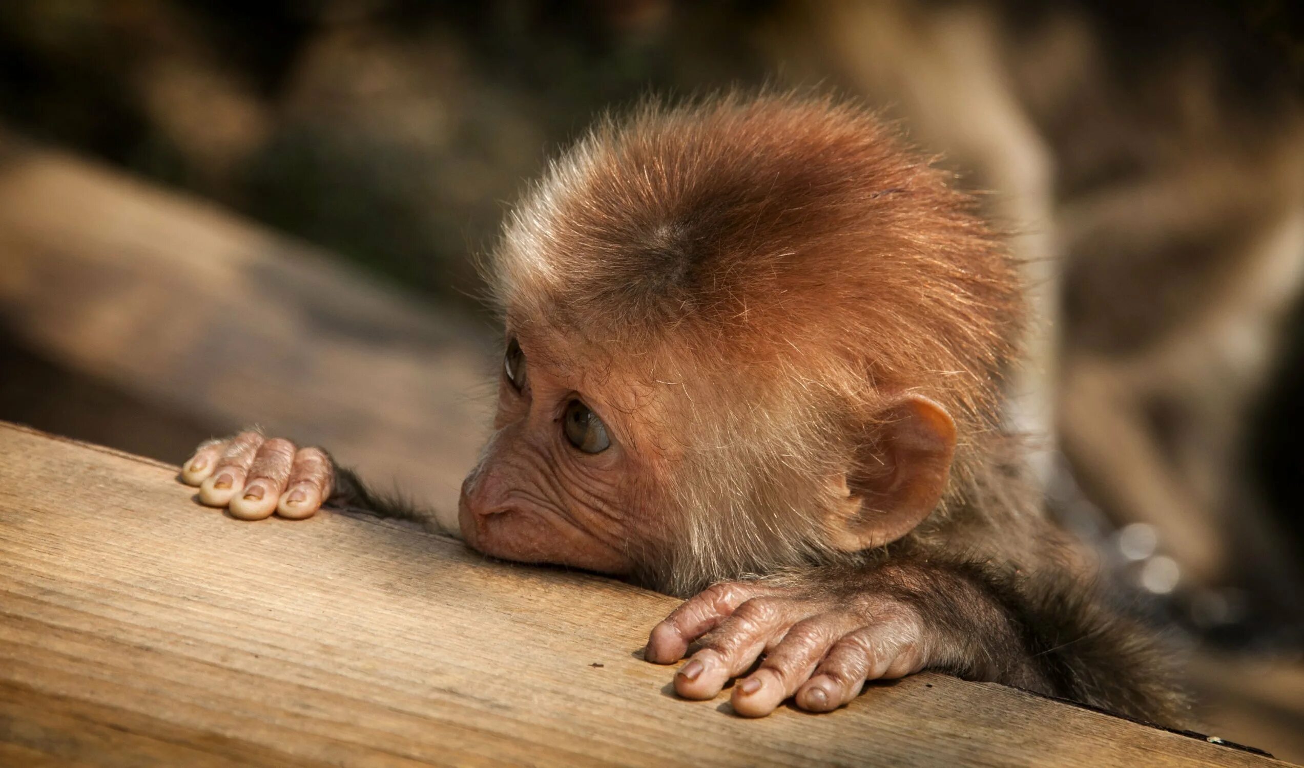 Красивая обезьяна. Маленькие обезьянки. Обезьянка лукерья. Маленькая мартышка. Яванская макака маленькая.