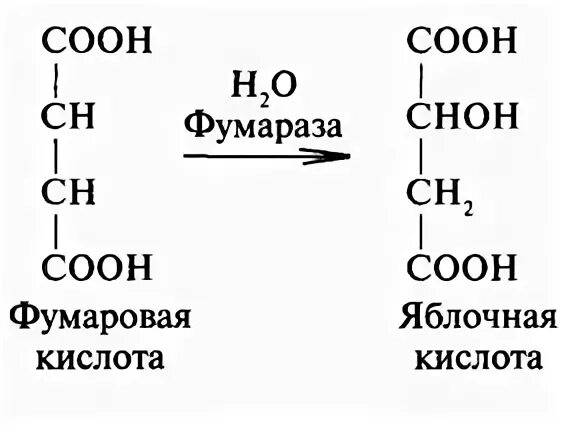 Образование яблочной кислоты
