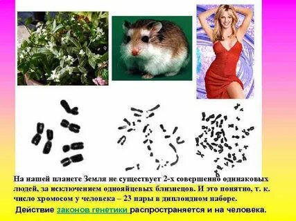 Кариотип растений