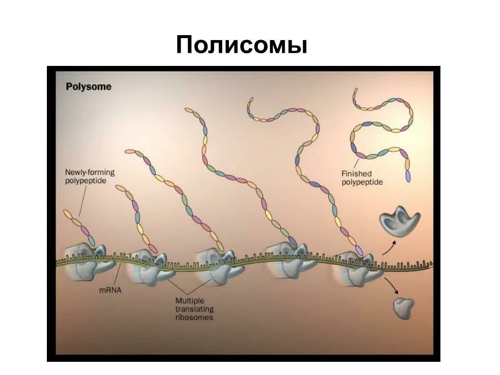 Синтез белка трансляция полисома. Биосинтез белка полисома. Полисома трансляция. Рибосомы и полисомы.